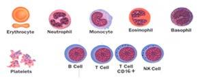 Normal cells as seen in peripheral blood Erythrocyte Neutrophil