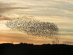 Birds flocking :example of