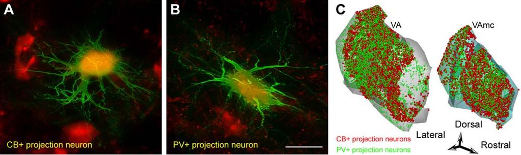Figure 8. The two neurochemical classes of thalamo-cortical projection neurons in the ventral anterior nuclei labeled with CB or PV.