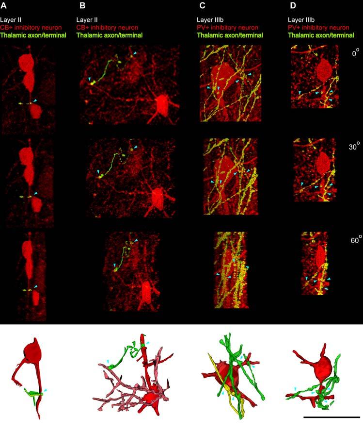 Figure 10. Appositions of laminar-specific thalamo-cortical terminals with local inhibitory neurons labeled with CB and PV in the prefrontal cortex.