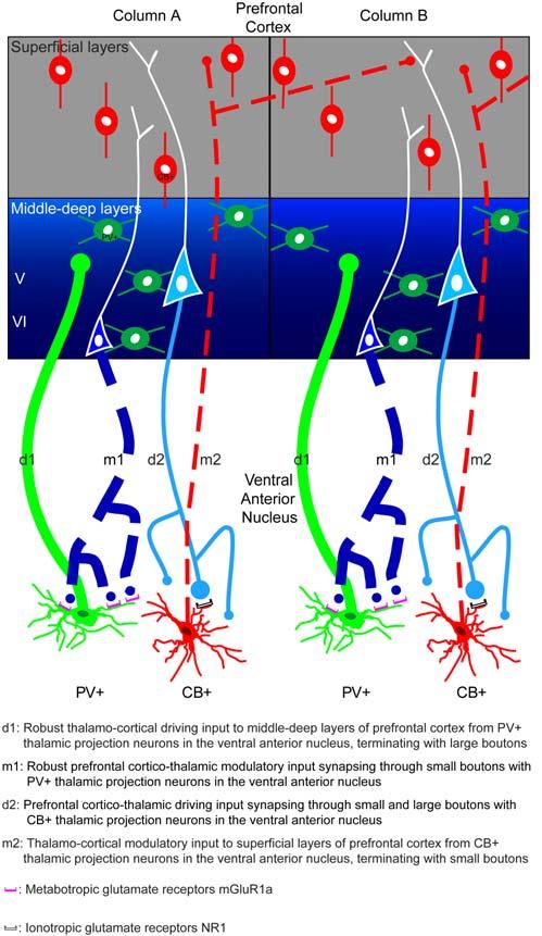 Figure 11. Schematic diagram summarizing the features of reciprocal driving and modulatory pathways linking the prefrontal cortex with the ventral anterior nucleus.