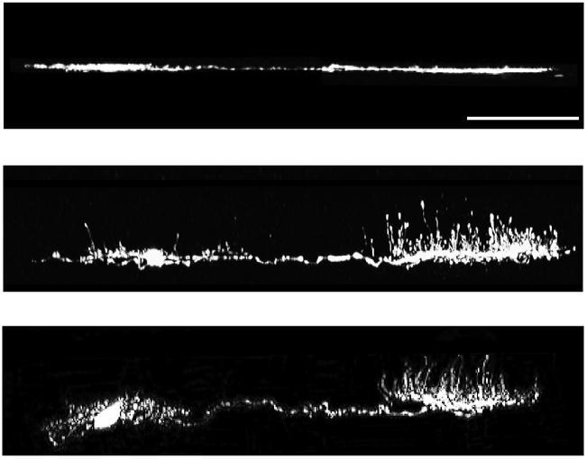 neurons (rrows). Sle rs represent 25 µm. (e) Horizontl ell xons, ut not dendrites, mrkedly remodeled in old nd LKB1 mutnt mie. Sle r represents 5 µm.