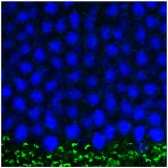 Sle r represents 25 µm. (,) Similr levels of etopi synpse formtion (, green) were oserved in Ampkα1α2/AAV2/5 mie s in old nd nimls (, quntified in ).