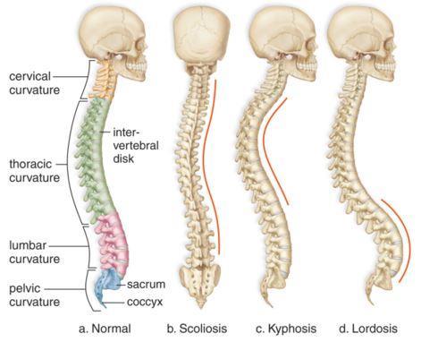 However, when the spine is viewed from the side, curvature is now apparent. This curvature is designed to maintain balance as the spine is located behind organs in the chest and abdomen.