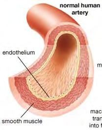 Endothelial function - maintaining blood vessel health