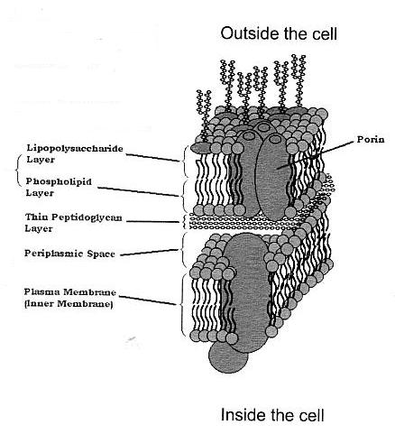 Capsular polysaccharides are attached to the surface of the bacteria and not