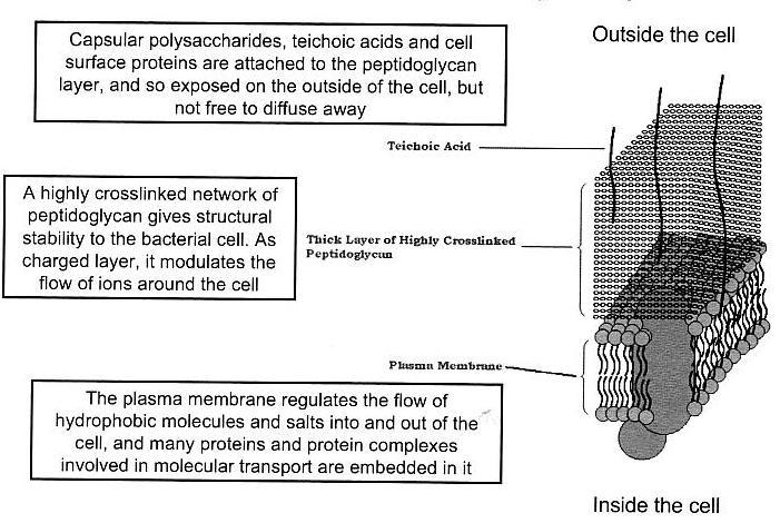 Capsular polysaccharides are attached to the surface of the bacteria and not
