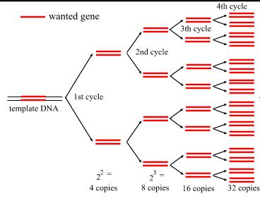 DNA amplification