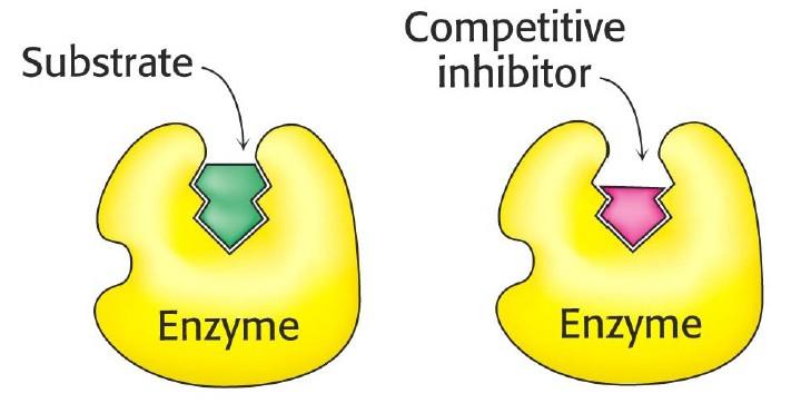Competitive inhibition Example of competitive inhibition