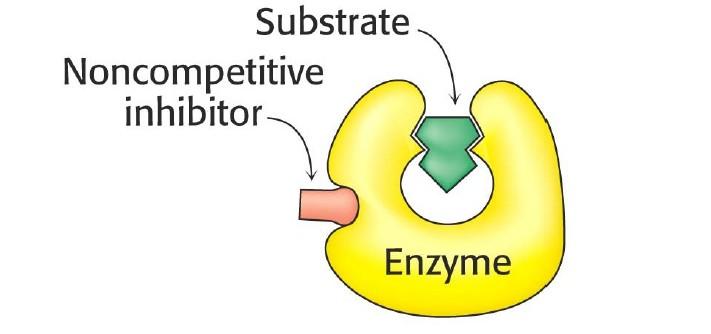 Noncompetitive inhibition Binds to an enzyme site different from the active site Inhibitor and