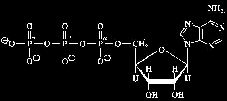 S-adenosylmethionine donates methyl