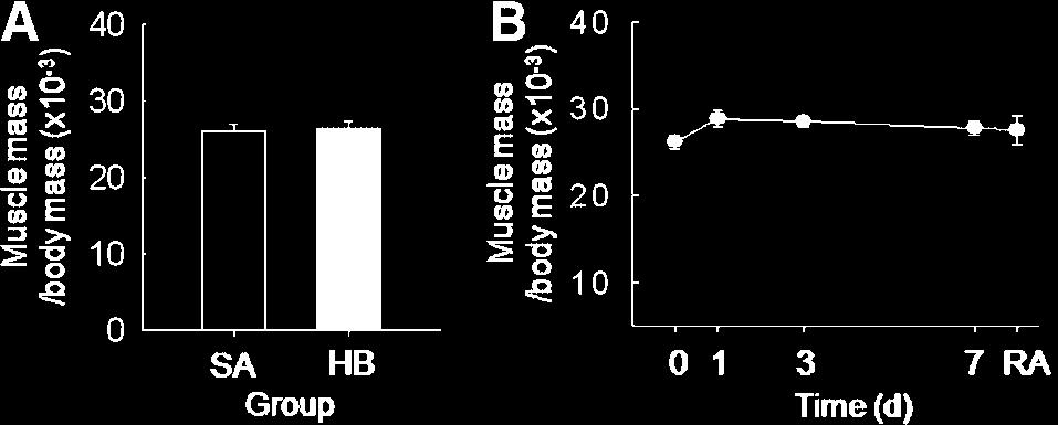 316 LEE ET AL. Fig. 1. The muscle-mass-to-body-mass ratio of the bat Murina leucogaster. The right-side pectoral muscle was weighed to the nearest 0.1 mg. Data are presented as means W 1SEM.