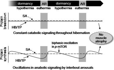 PERIODIC AROUSAL AND MUSCLE RETENTION IN A HIBERNATOR 319 Fig. 7. Summary diagrams illustrating signaling mechanisms for protein breakdown (A) and protein synthesis (B) in the bat pectoral muscle.