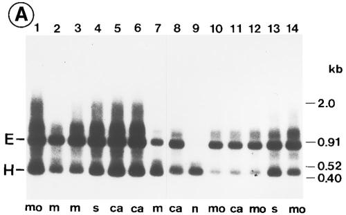 The combination of RT-PCR and Southern blot hybridization provides a very sensitive method for analyzing the alternative splicing isoforms of CD44, but it does not allow