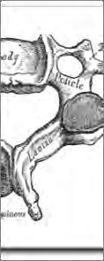 the back of the tongue, the soft palate and the epiglottis is clear.