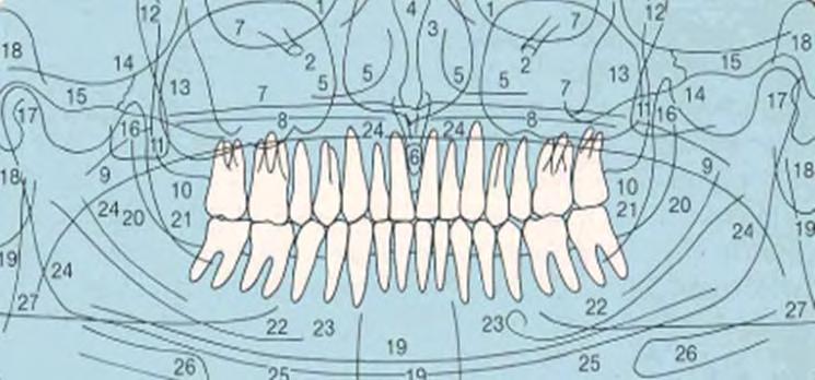 B) Friedrich A. Pasler (2007) suggests the following reading of the panoramic radiograph: Figure 6: Interpreting a Normal Dental Panoramic Radiograph B 1. orbit 15.