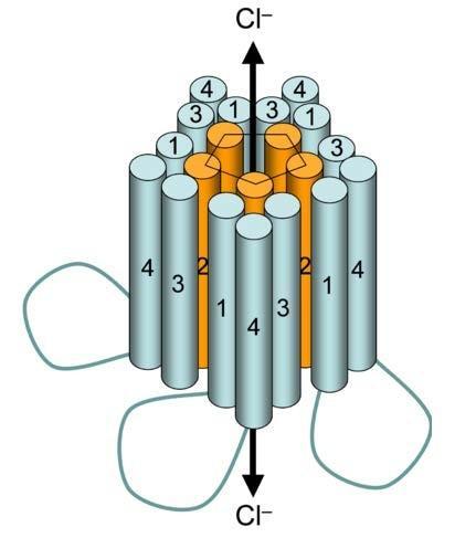 Mechanism of Action GABA A Receptor The GABA A receptor An ionotropic receptor and ligand-gated ion channel.