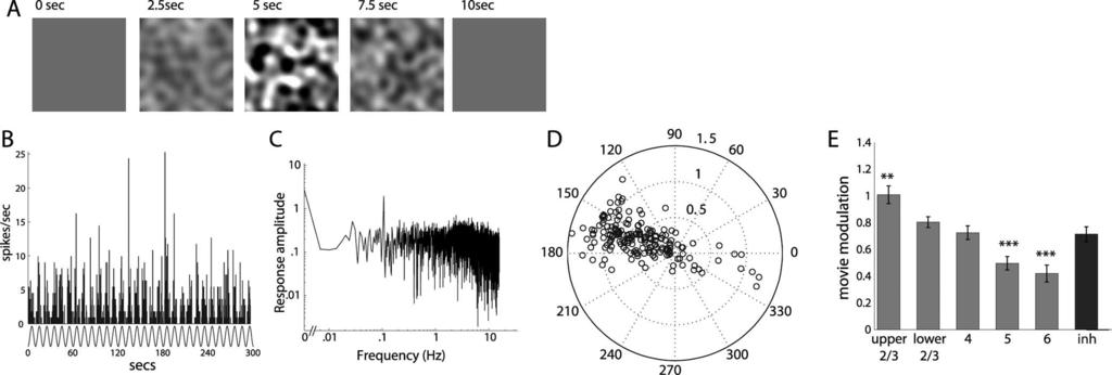 7532 J. Neurosci., July 23, 2008 28(30):7520 7536 Niell and Stryker Receptive Fields in Mouse Visual Cortex Figure10. Responsetocontrast-modulatednoisemovies. A, Framesfromacontrast-modulatedmovie.