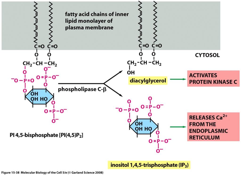 Phospholipase C chops the sugar-phosphate head off the inositol phospholipid (generates two small signaling molecules).