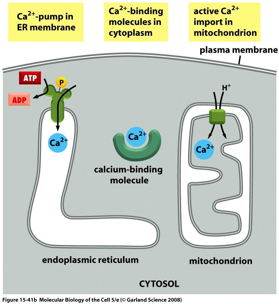 channels open and the resulting rise in Ca 2+ triggers the start of embryonic development)