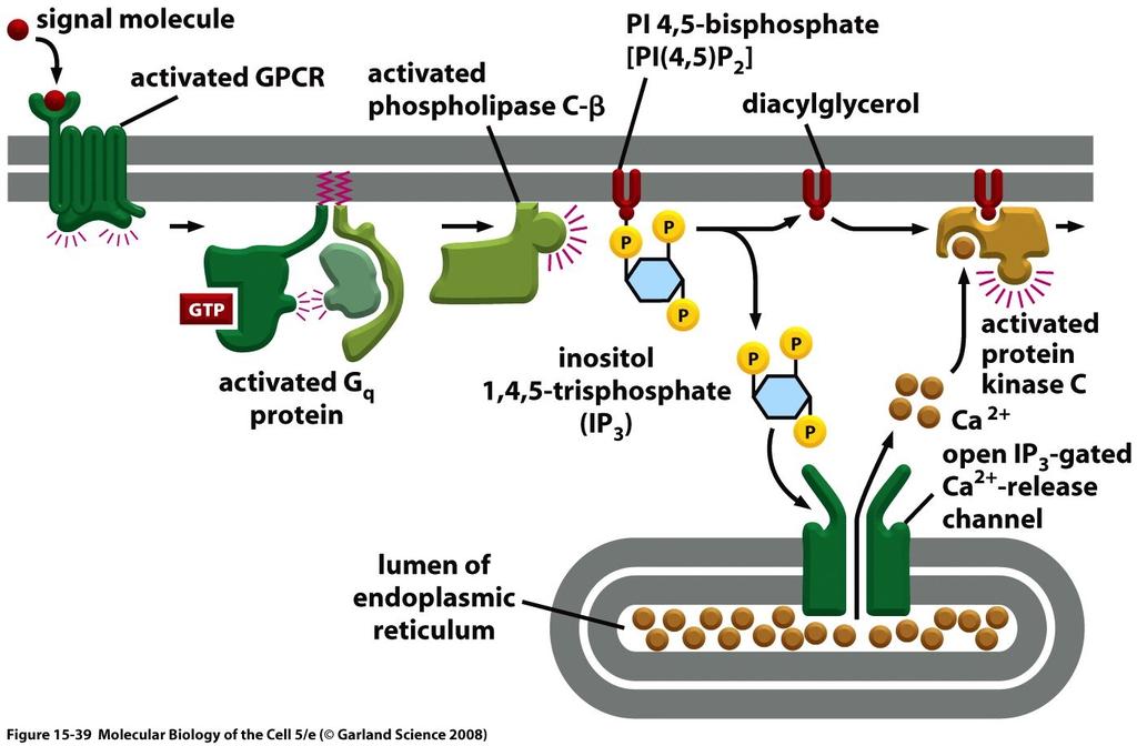 phospholipase C-β Phospholipids and