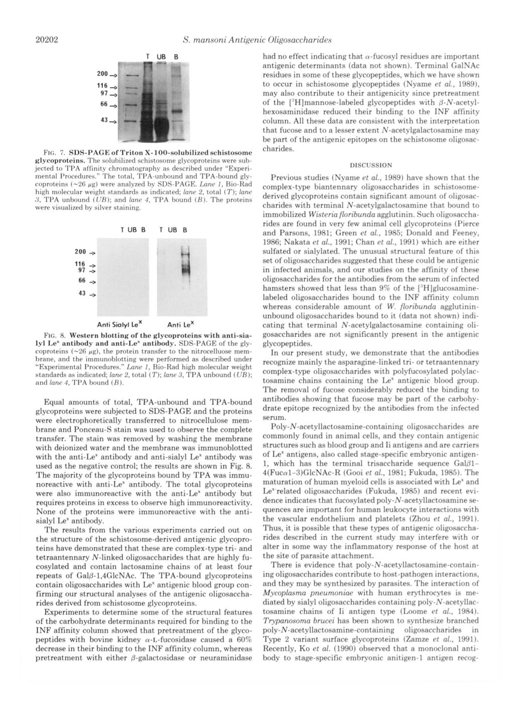 222 Oligosaccharides Antigenic S. mansoni FIG. 7. SDS-PAGE of Triton X-I -solubilized schistosome glycoproteins.