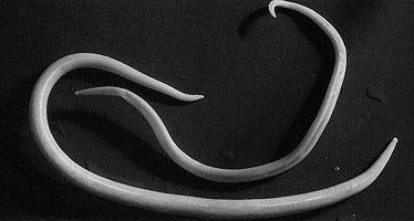 Biology 1 Name: Pre-lab Discussion: There are over 15,000 species in the Phylum Nematoda. They are round, unsegmented worms. Members of this phylum are free-living or parasitic.