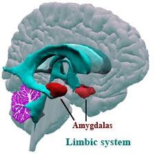 Chapter 2: Literature Review (Romanski, LeDoux 1993) both reach the basolateral nuclei of the amygdala (BLA), where response of individual neurons is generated (Romanski et al.
