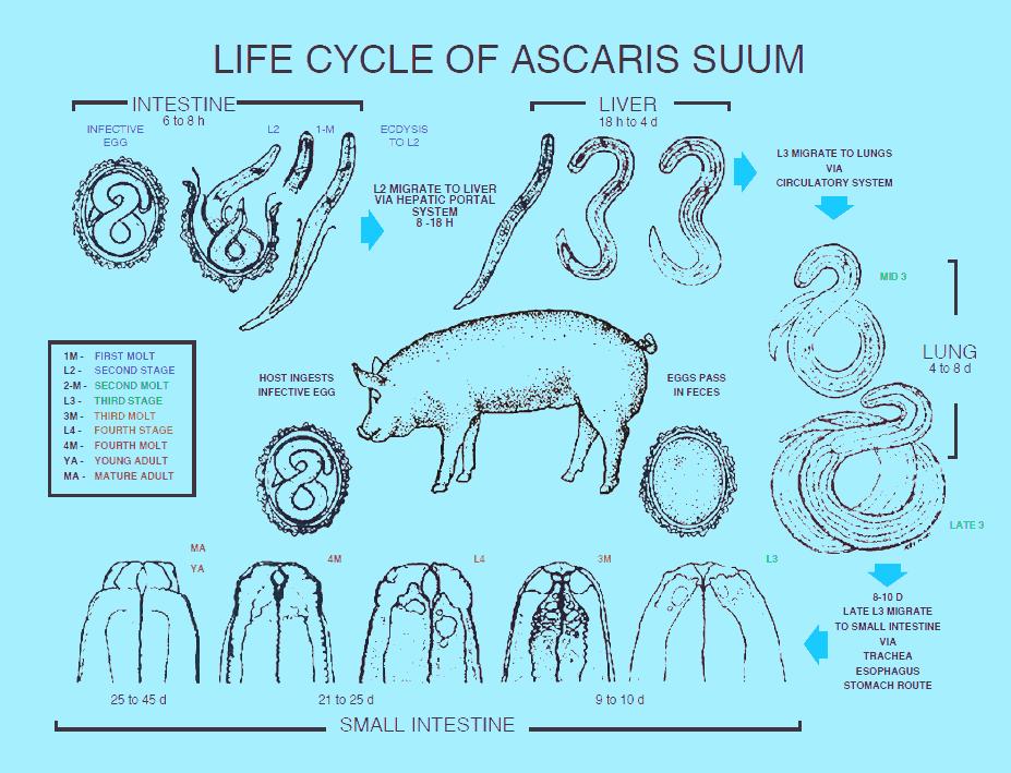 FIGURE 1. Life cycle of Ascaris suum.