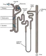 Excretion by Kidneys Can be excreted in urine unchanged or as metabolite of its previous form Renal excretion Passive glomerular filtration Partial reabsorption Active tubular secretion Hemodialysis
