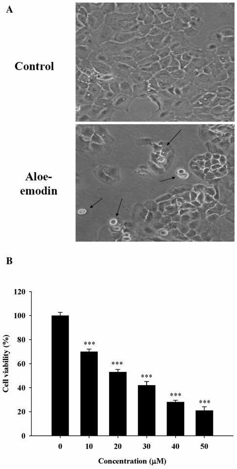 Chiu et al: Aloe-emodin Induces Apoptosis in Human Tongue Cancer Cells effect and decrease in cell viability compared to the control cells (Figure 1B).