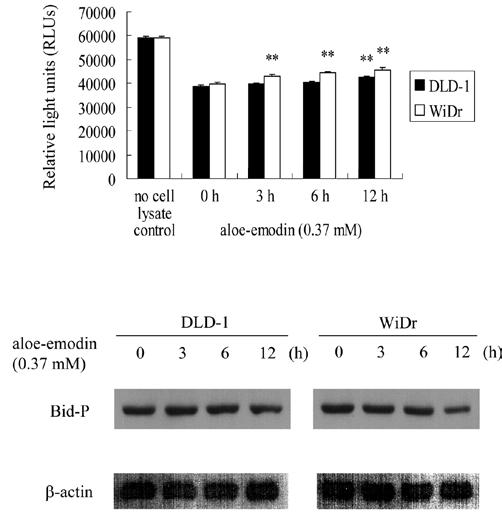 ONCOLOGY LETTERS 1: 541-547, 2010 545 (Fig. 5). These results suggest that aloe-emodin induces apoptosis in DLD-1 and WiDr cells through inhibition of the phosphorylation of id. Discussion Figure 5.