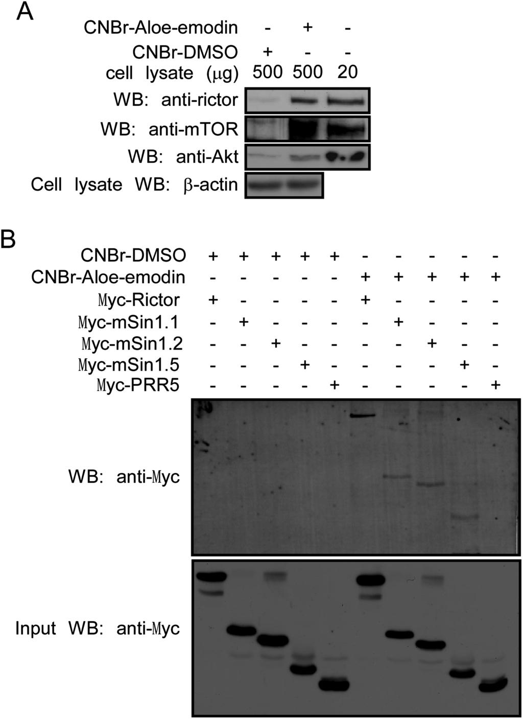 Aloe-emodin inhibits prostate cancer growth K.Liu et al. Fig. 4. Aloe-emodin binds with mtorc2. (A) Aloe-emodin binds with endogenous mtorc2 in cells.