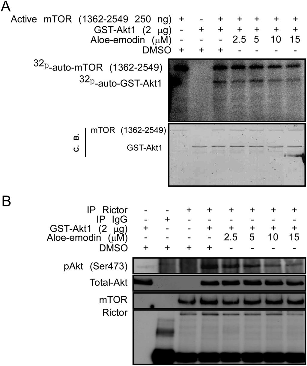 (B) Aloe-emodin binds with ectopically expressed Rictor or msin1 isoforms in cells. Plasmids containing myc-rictor, myc-msin1.1, myc-msin1.2, myc-msin1.
