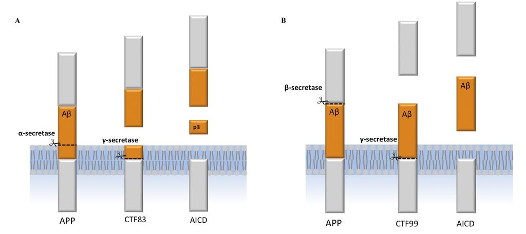 Figure 2. APP processing (A) Sequential cleavage of APP by α- and γ-secretases and (B) β- and γ-secretases.