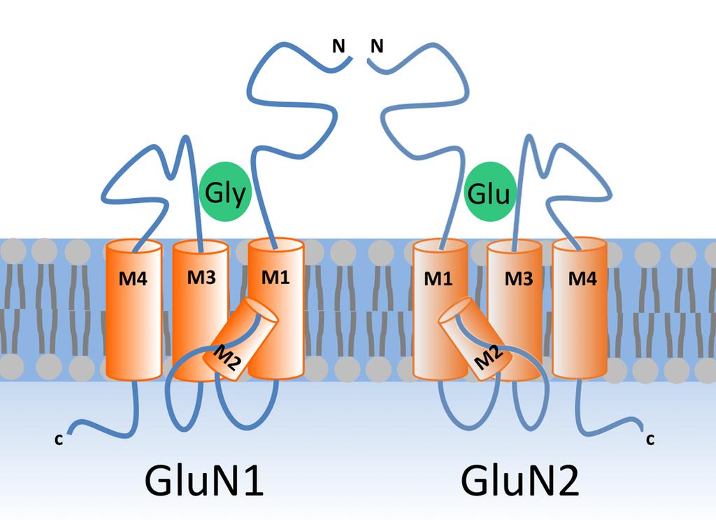 Figure 3. NMDAR structure. NMDARs are heterotetramers (only two subunits are shown here), with each subunit having four transmembrane domains.