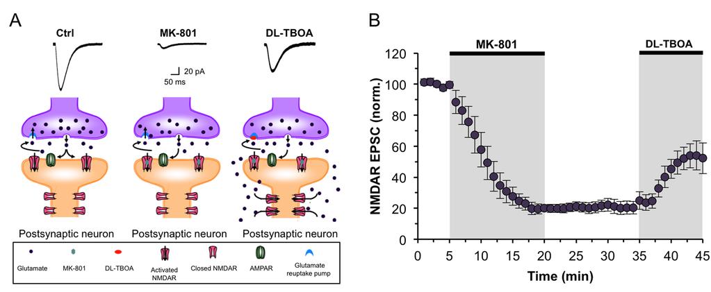 Figure 4. Pharmacological paradigm for extrasynaptic NMDAR isolation using MK801 and DL-TBOA.