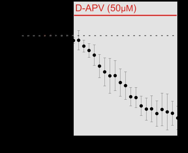 Figure 11. D-APV induces an inward current in WT mice at +40 mv. Neurons were voltage clamped at +40 mv in normal magnesium ACSF.