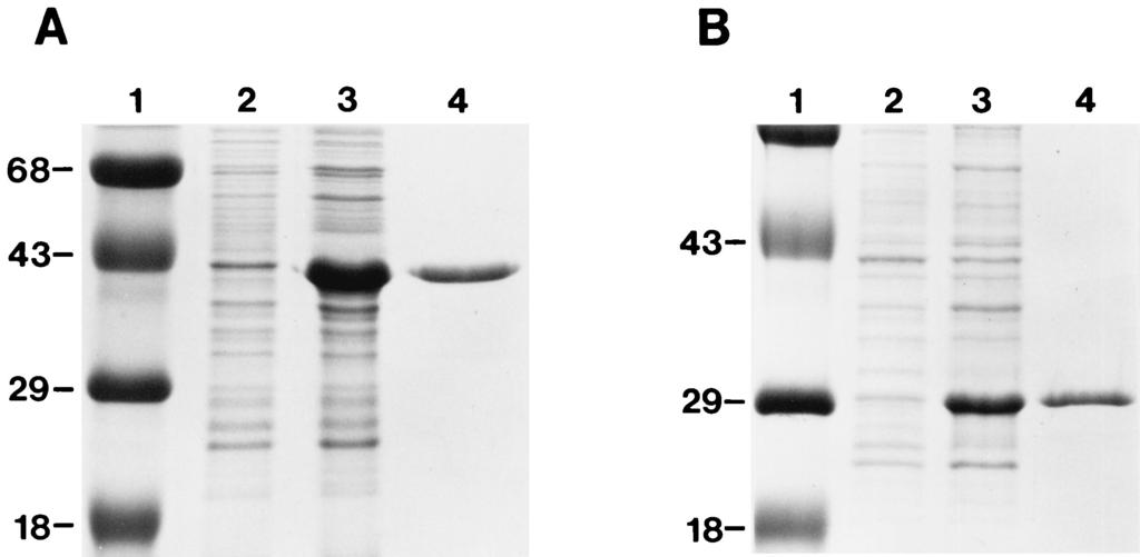 VOL. 67, 1999 CHARACTERIZATION OF A NOVEL M. TUBERCULOSIS GENE FAMILY 2943 FIG. 1. Purification of rmtb39a and r Mtb39A proteins.