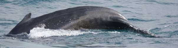 Short ID sheet whales and dolphins Dutch Caribbean Meike Scheidat en Steve C.V.