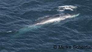 emerges rarely shows tail before diving sharp dorsal fin, often pointed or falcate