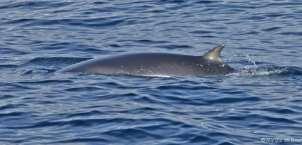 size whale; length: 9-11m sharply pointed snout; sharp ridge on the snout V shaped head when