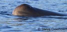 Sperm Whale Physeter macrocephalus large whale; length: 18m (male); 11m (female) typically solitary or small groups;