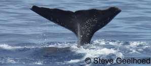 of head huge bumpy head; low dorsal fin without bump in front wrinkled skin (like a plum), ridge on back with bumps