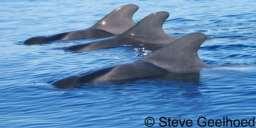 small sized whale, length: 7m (male), 5m (female) typically in groups of more than 10; normally in deep water