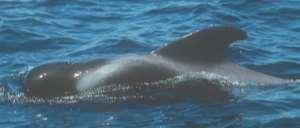 dorsal fin is wide, broad- based, falcate and set well forward on the body the flippers are long, slender, and