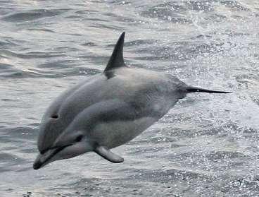 Clymene dolphin (Stenella clymene) small dolphin, length: 1.