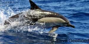 dolphin (Delphinus delphis) small dolphin, length 1.
