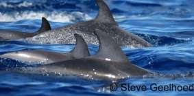 Atlantic spotted dolphin (Stenella frontalis) small dolphin, length: 1.7 to 2.