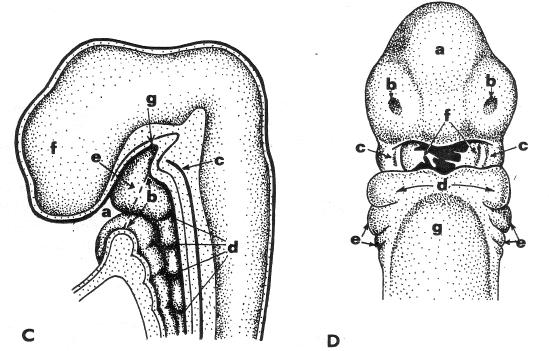 Development of the face, stomodeum and cervical region embryo, day 28 pharyngeal membrane (perforated) proc.